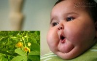 Những bài thuốc quý từ hoa cỏ giúp hạ mỡ máu và giảm béo phì suốt đời