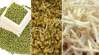 Giải rượu, khỏe người, bảo vệ gan bằng giá đỗ