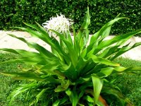 Bài thuốc dân gian chữa bong gân, trật khớp vô cùng hiệu quả