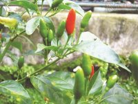Những loại lá có thể chữa bệnh bạn không ngờ đến