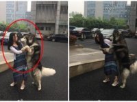 Không nhặt được mồm với chú chó Husky sàm sỡ người đi đường