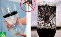 Mẹo làm bẫy bắt hết sạch muỗi trong nhà đơn giản, hiệu quả