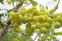 Lợi ích sức khỏe không ngờ tới của quả chùm ruột nhất định bạn phải biết