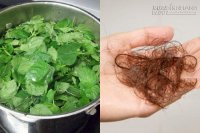 Tóc hết rụng 100% với công thức gội đầu không hóa chất từ rau húng quế