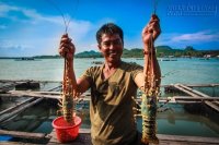 5 hòn đảo ở Việt Nam lý tưởng để thưởng thức tôm hùm ngon-bổ-rẻ