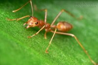 Ý nghĩa giấc mơ thấy tổ kiến