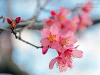 Ngó qua những con giáp vượng đào hoa vận nhất