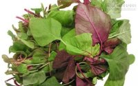 Rau dền - vị thuốc chữa ti tỉ thứ bệnh qua lời lương y Bùi Hồng Minh