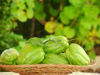 Bị những bệnh này chỉ cần quả su su là khỏi
