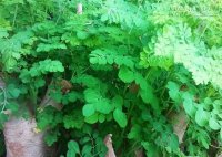 Những đối tượng tuyệt đối không được ăn thần dược rau chùm ngây