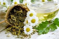 Bài thuốc trị bệnh gan đơn giản bằng nhân trần