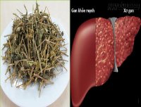 Người viêm gan mạn tính và xơ gan uống cây thuốc này là khỏe ngay