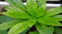 Những loại lá chữa ho cực nhanh và an toàn cho trẻ