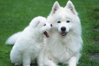 Điềm báo hên xui, lành gở như thế nào nếu loài vật này vào nhà?