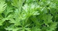 Đầu đau như búa bổ cũng phải chào thua với thần dược này