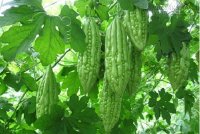 Bổ thận, tráng giương giúp cậu nhỏ thêm khỏe nhờ 8 bài thuốc dân gian hay này