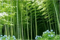 Lá tre làm thuốc chữa bênh có thể bạn chưa biết