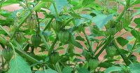 Chữa tiểu đường chỉ nữa tháng là khỏi với loại cây đặc sản ở vùng quê