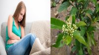 Ngăn chặn sự phát triển của u xơ tử cung, u nang buồng trứng nhờ Xạ đen