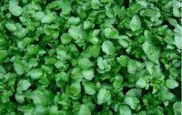 Đây là lý do tại sao bạn nên ăn rau cải xoong hàng ngày