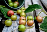 Loại quả rụng đầy đường không ai thèm nhặt lại có tác dụng chữa bệnh và làm đẹp tuyệt vời đến thế