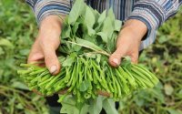 Rau muống nếu không bị phun thuốc có thể chữa cả tá bệnh này