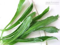 Chỉ cần dùng lá mùi tàu, 6 bệnh sau tự khắc khỏi