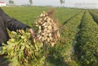 Bài thuốc dân gian gia truyền chữa dứt cao huyết áp, thiếu máu, đau dạ dày rất hiệu quả