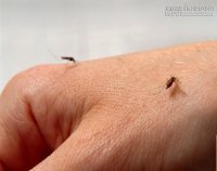 Bí quyết để muỗi đốt không bị ngứa, sưng tấy