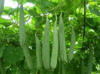 Bị những bệnh này chỉ cần dùng quả mướp là khỏi
