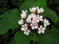 Căn bệnh khó nói của chị em phụ nữ được chữa khỏi nhờ cây thuốc vàng này