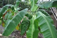 Vì sao mỗi gia đình muốn khỏe mạnh hơn cần trồng cây chuối?