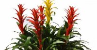 Tuổi nào phải trồng đúng cây nấy thì tài vận vào nhà ôm không xuể tay