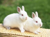 Đầu năm, cẩn thận kẻo tai họa ập đến nếu bỗng có những con vật này đến nhà