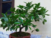 Năm Đinh Dậu 2017: trồng cây này gia đình ngày càng giàu có, hạnh phúc, hóa giải sát khí