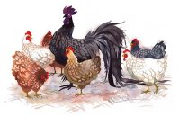 Sinh con tháng nào trong năm 2017 là tốt nhất để bố mẹ làm ăn phát tài?
