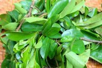 Lá mãng cầu xiêm: Loại lá có tác dụng điều trị ung thư tốt hơn 1000 lần hóa trị