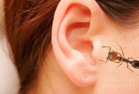 Mẹo xử lí khi côn trùng chui vào tai, đơn giản mà hiệu quả vô cùng- ai cũng nên biết