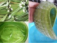 Nha đam + vitamin E – Bộ đôi hoàn hảo giúp da trắng mịn như gái 18 trẻ mãi không già khiến ai cũng mê