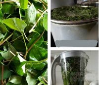 Giã nát rau diếp cá rồi trộn với muối thoa lên mặt, mụn nở như hoa, sưng đỏ lâu ngày cũng một đi không trở lại