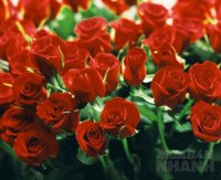 Muốn thực hiện ước mơ, phải biết buông bỏ và lựa chọn