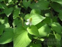 Ai cũng hỏi tôi đi Spa cao cấp à mà da trắng thế nhưng thực tế tôi chỉ dùng lá này thôi