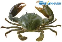 Cách chọn cua ngon