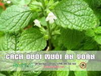 Cách đuổi gián và côn trùng
