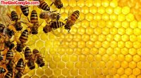 Cách nhận biết mật ong thật