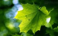 Câu chuyện cuộc sống - Hãy là một chiếc lá