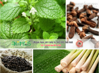 Đuổi ruồi hiệu quả