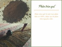 Phân trùn quế – vũ khí không thể thiếu cho cây trồng