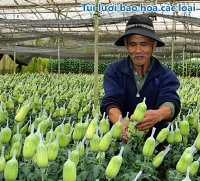 Cơ sở chuyên cung cấp túi lưới bao hoa, túi lưới đựng trái cây, túi lưới đựng nông sản giá sỉ