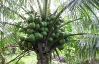 Cung cấp dừa xiêm dây  - giống dừa siêu trái